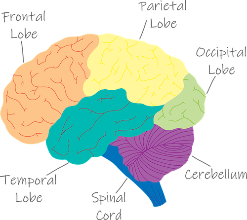 sprenger 3 25 pixabay brain | MiddleWeb